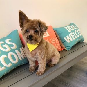 Meet your Posher, Diana